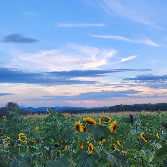 Meet your Posher, Liz - Picture 11 of 13